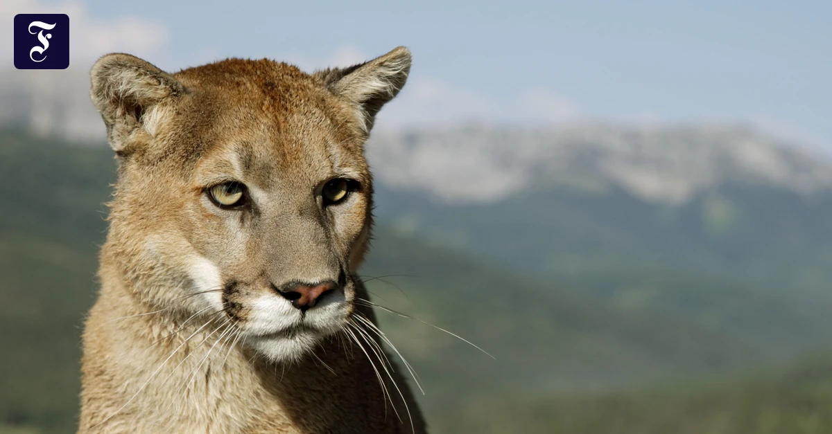 Kreis Erding: Hubschrauber und Drohnen sollen mutmaßlichen Puma suchen