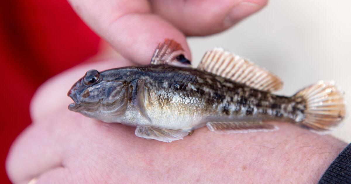 Invasive species on and in the river: Which fish swim around in the ...